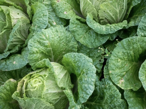 3 grupe povrća su slađe nakon prvog mraza