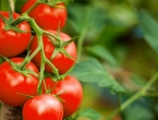 Zašto je paradajz neukusan i ima okus kartona?