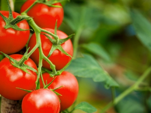 Zašto je paradajz neukusan i ima okus kartona?