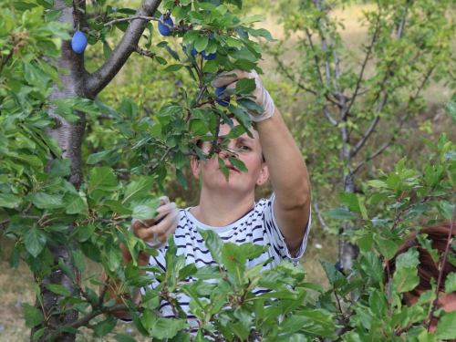 FOTO: Počela berba šljive u Rami