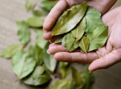 Lovor i soda bikarbona: jednostavan kućni trik koji uklanja vlagu, mirise i insekte