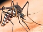 Tigrasti komarac ne može preživjeti u BiH