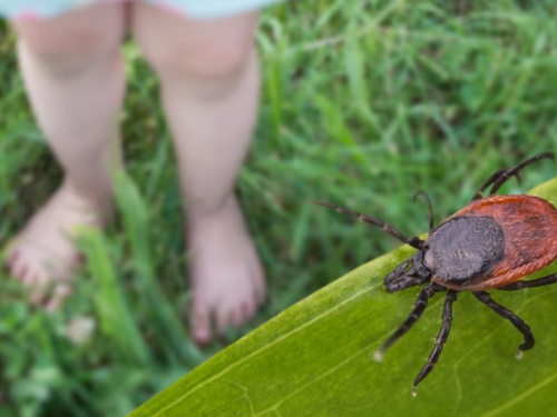 Prirodno rješenje: Biljke koje pomažu u odbijanju krpelja