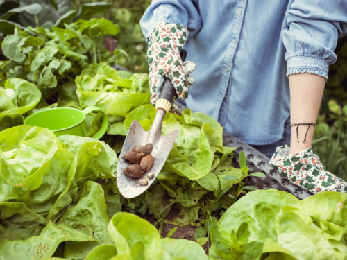 Kako se riješiti puževa u vrtu? Evo što trebate učiniti
