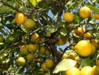 U dolini Neretve rekordan urod mandarina, ali nema ih tko brati