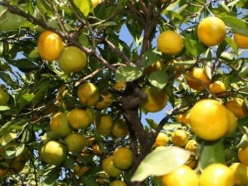 U dolini Neretve rekordan urod mandarina, ali nema ih tko brati