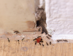 Muhe i mravi ulaze u domove: Evo kako ih se riješiti bez kemikalija