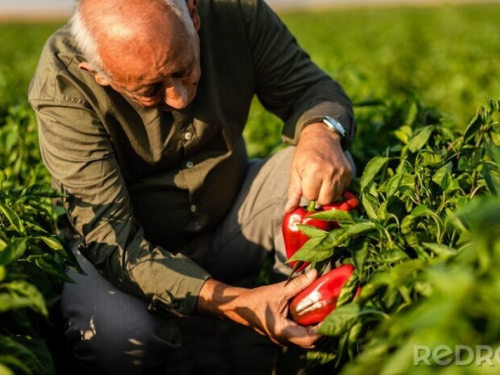 Paprike će odlično rasti ako ih zalijete ovom otopinom iz kuhinje