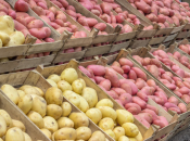 Najbolje sorte krumpira za obilnu žetvu: veliki gomolji i odličan okus