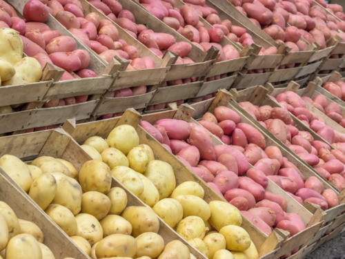 Najbolje sorte krumpira za obilnu žetvu: veliki gomolji i odličan okus