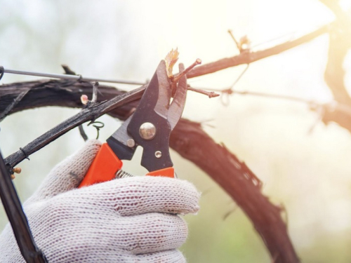 Ako želite bujan vrt orežite ovih 6 biljaka dok su u stanju mirovanja