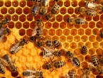 Pčele nisu jedina vrsta koju ni po koju cijenu ne smijemo izgubiti