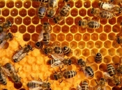 Pčele nisu jedina vrsta koju ni po koju cijenu ne smijemo izgubiti