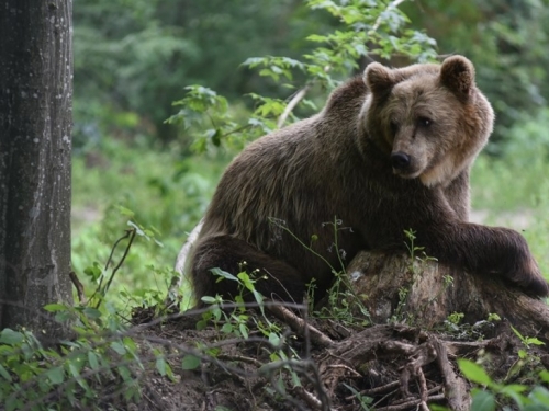 Medvjedi u Rusiji raskopali grobove tražeći hranu