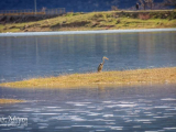 Ramsko jezero