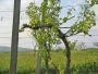 Čitluk: Posjekli vinograd s 950 nasada vinove loze