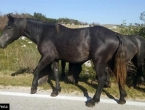 Šuica: Stotine divljih konja na cesti oduševile putnike