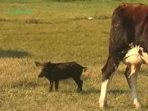 Video: Mlada divlja svinja uz stado goveda