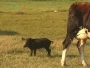 Video: Mlada divlja svinja uz stado goveda