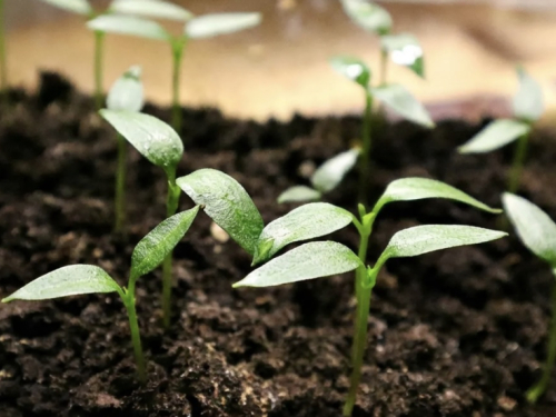 7 grešaka kod sjetve i uzgoja presadnica paprike