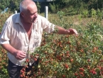 Prije tri godine počeo uzgajati šipurak: Od uroda zaradi tri godišnje mirovine