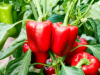 Paprika i vrućina: Kako je zaštititi i osigurati bogat urod?