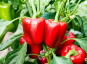 Paprika i vrućina: Kako je zaštititi i osigurati bogat urod?