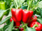 Paprika i vrućina: Kako je zaštititi i osigurati bogat urod?