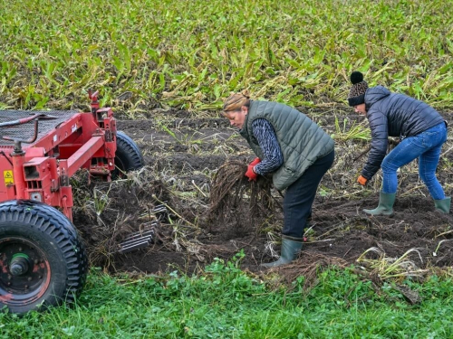 Mnogi ga nazivaju korovom, ali itekako ga se isplati uzgajati