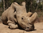 Uginuo posljednji mužjak sjevernog bijelog nosoroga na svijetu