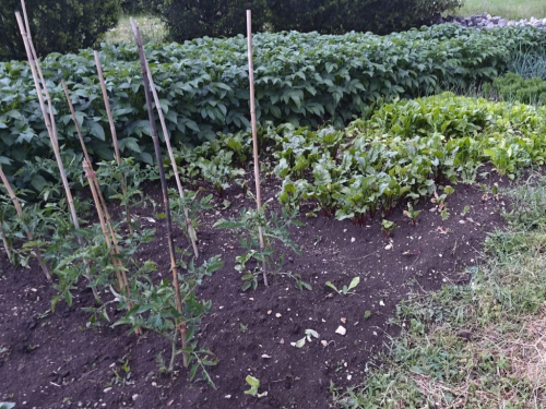 Zašto je važan plodored i koja biljka se pored koje sadi