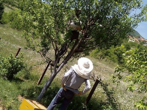 FOTO: Rojevi pčela na šljivama u Rumbocima