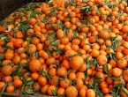 Mandarine: Najzdravije blagodati iz prirode