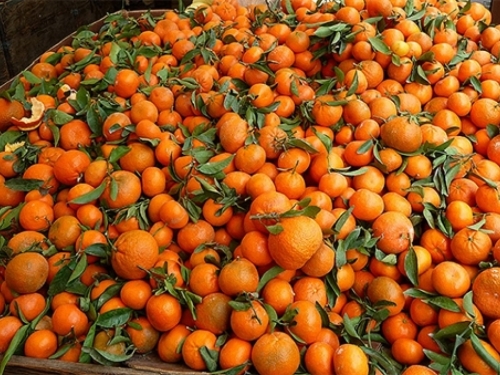 Mandarine: Najzdravije blagodati iz prirode