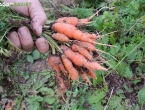 Kada vaditi mrkvu za optimalni kvalitet i trajnost