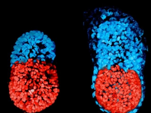 Stvoren umjetni embrij miša, mogao bi se razviti u pravu životinju