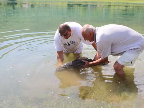 FOTO/VIDEO: U Ramskom jezeru uhvaćen šaran kapitalac od 28,4 kg