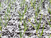 Što se događa s povrćem nakon topljenja snijega i vrlo niske temperature?