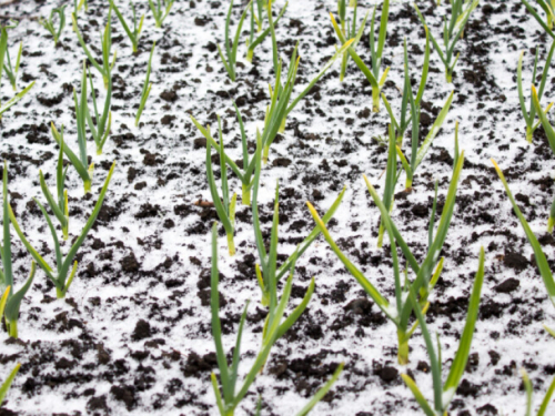 Što se događa s povrćem nakon topljenja snijega i vrlo niske temperature?