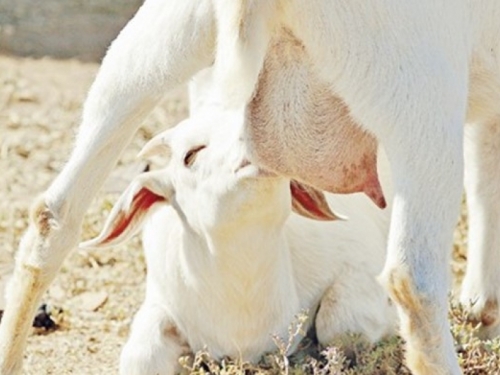 Kozje mlijeko čini čuda za zdravlje, među najzdravijim namirnicama na svijetu