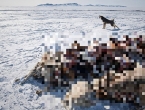 Ekstremna zima u Mongoliji. Uginulo preko dva milijuna životinja