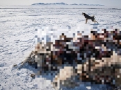 Ekstremna zima u Mongoliji. Uginulo preko dva milijuna životinja