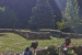 Ramski svećenici hodočastili od Sarajeva do Uzdola