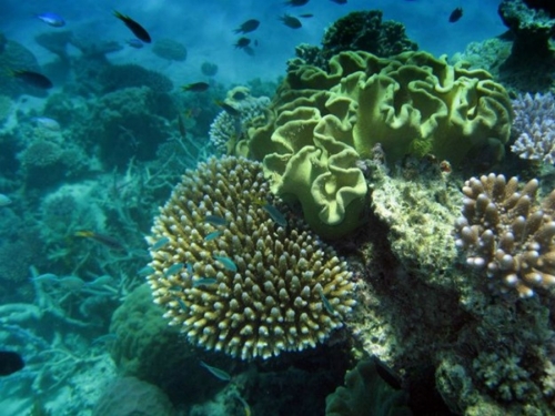 Znanstvenici uspjeli presaditi koralj na Velikom koraljnom grebenu