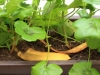 Ne bacajte kore od banane - Evo kako ih možete iskoristiti u vrtu