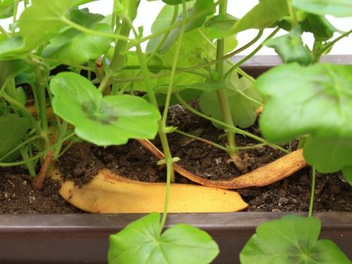 Ne bacajte kore od banane - Evo kako ih možete iskoristiti u vrtu