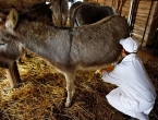 Mlijeko magarica - litra 40 maraka, a kilo sira 1.000 eura