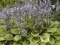 Hosta - otporna cvjetnica koju je dobro imati u vrtu