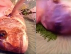 VIDEO: Napola pojedena riba čovjeku iskočila s tanjura!
