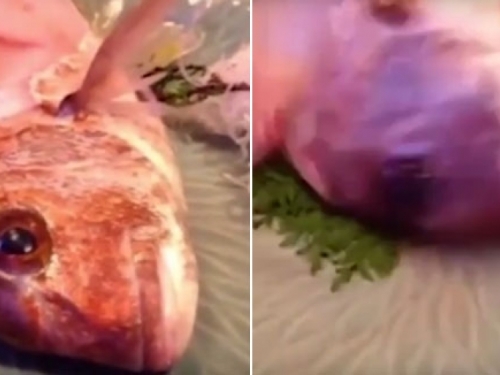 VIDEO: Napola pojedena riba čovjeku iskočila s tanjura!